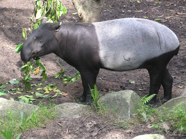 Tapirus (Acrocodia) indicus • © Kelvin Lim Kok Peng • All Rights Reserved