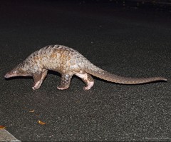 Manis javanica