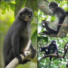 Presbytis femoralis
