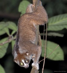 Nycticebus coucang