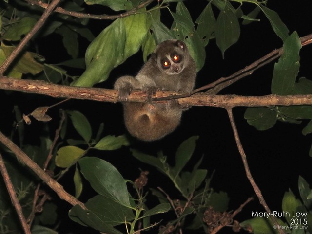 Nycticebus coucang