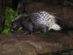 Hystrix (Acanthion) brachyura Linnaeus, 1758