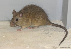 Rattus tanezumi