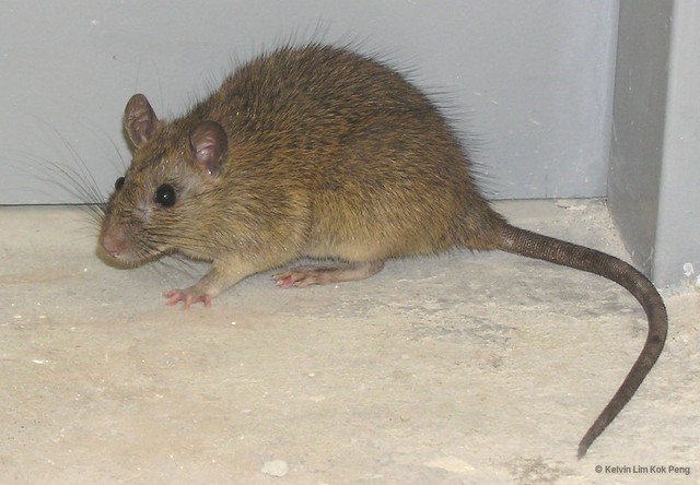 Rattus tanezumi • © Kelvin Lim Kok Peng • All Rights Reserved