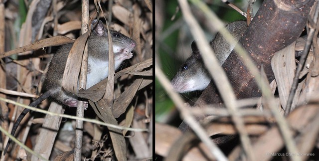 Rattus tiomanicus • © Marcus Chua Aik Hwee • All Rights Reserved