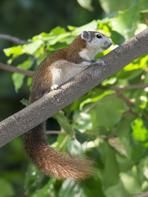 Callosciurus finlaysonii • © Nick Baker • All Rights Reserved