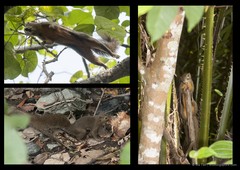 Callosciurus notatus