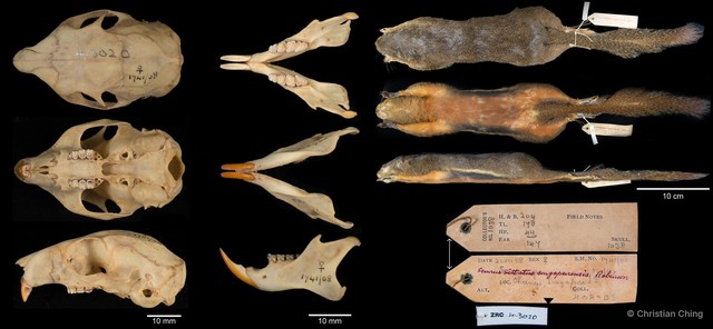 Callosciurus notatus