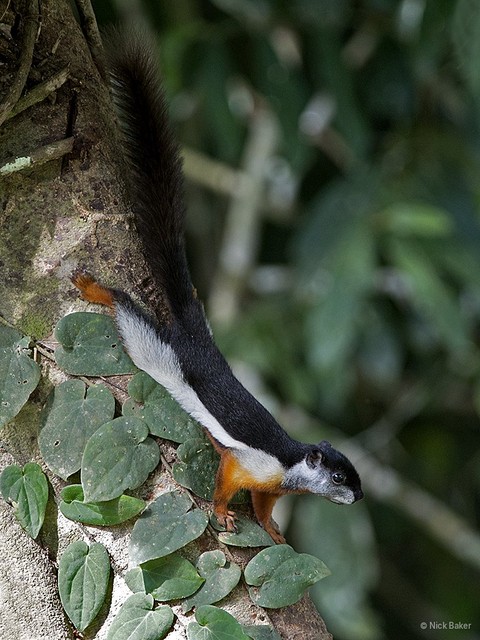 Callosciurus prevostii • © Nick Baker • All Rights Reserved