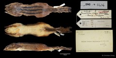 Lariscus insignis (F.Cuvier, 1821)