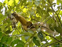Ratufa affinis (Raffles, 1821)