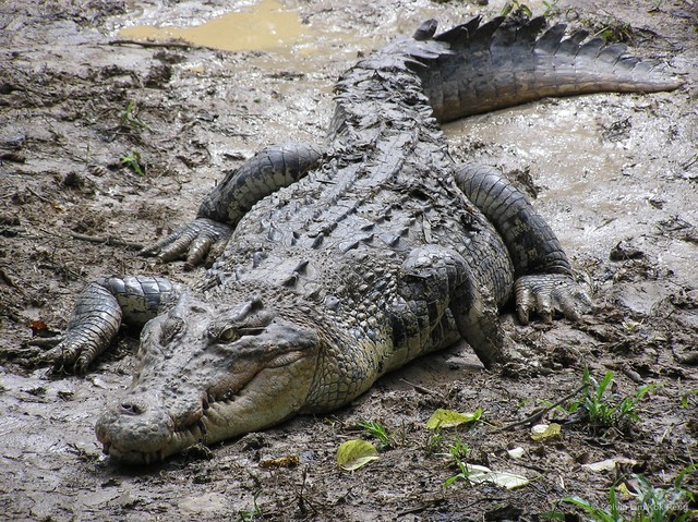 Crocodylus porosus • © Kelvin Lim Kok Peng • All Rights Reserved