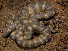 Acrochordus granulatus