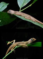 Aphaniotis fusca • © Kenneth Chin • All Rights Reserved