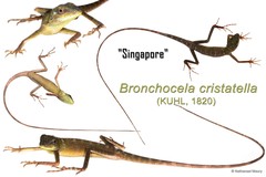 Bronchocela cristatella