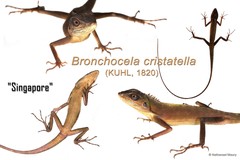 Bronchocela cristatella • © Nathanael Maury • All Rights Reserved