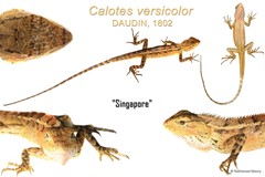 Calotes versicolor