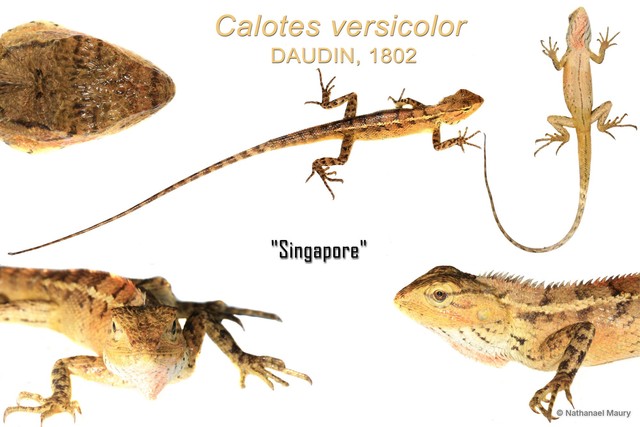 Calotes versicolor • © Nathanael Maury • All Rights Reserved