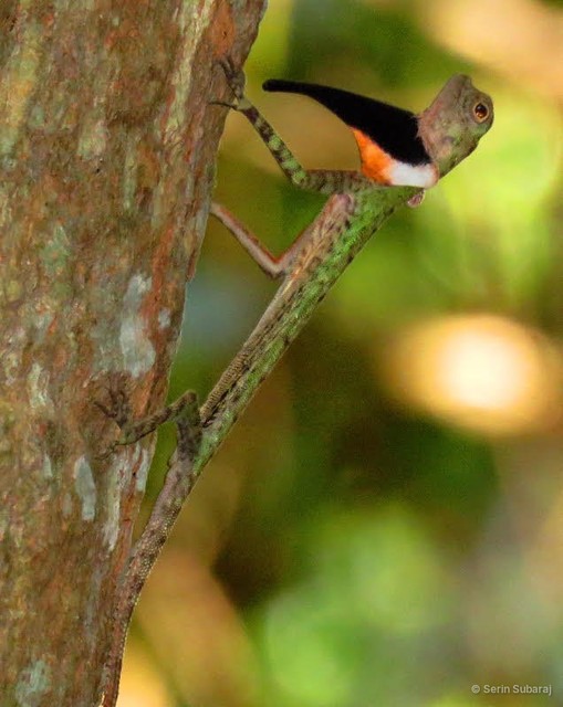 Draco melanopogon • © Serin Subaraj • All Rights Reserved