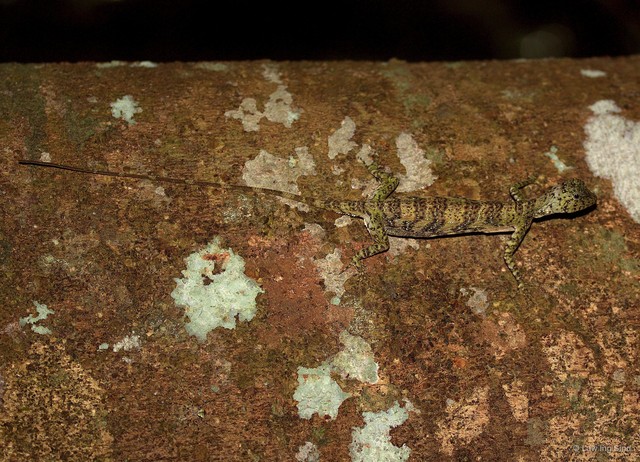 Draco quinquefasciatus • © Law Ing Sind • All Rights Reserved