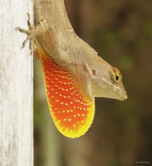 Anolis sagrei