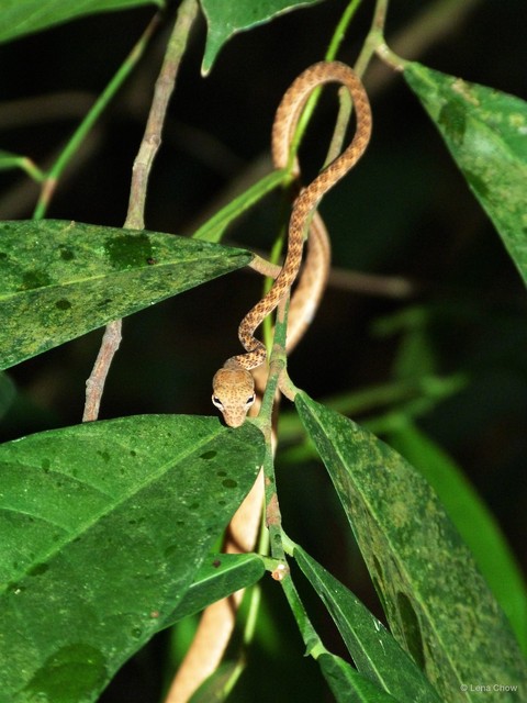 Ahaetulla fasciolata • © Lena Chow • All Rights Reserved