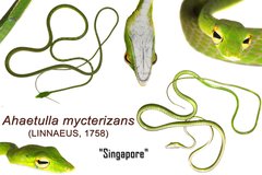 Ahaetulla mycterizans