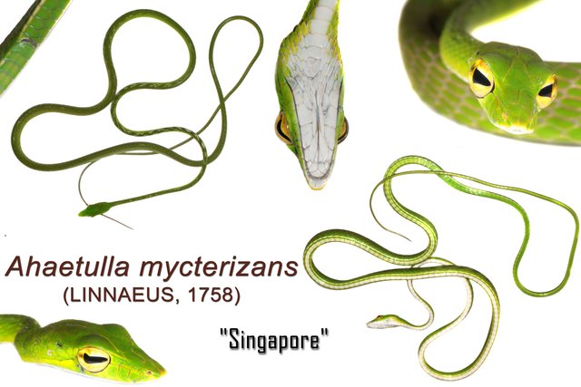 Ahaetulla mycterizans • © Kenneth Chin • All Rights Reserved