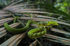 Ahaetulla mycterizans • © Nathanael Maury • All Rights Reserved