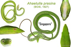 Ahaetulla prasina • © Mary-Ruth Low • All Rights Reserved