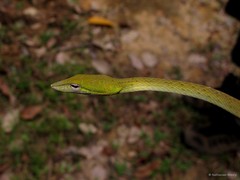 Ahaetulla prasina • © Nathanael Maury • All Rights Reserved