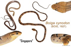 Boiga cynodon • © Mary-Ruth Low • All Rights Reserved