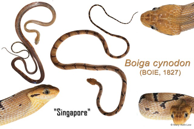 Boiga cynodon • © Mary-Ruth Low • All Rights Reserved