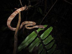Boiga cynodon • © Kenneth Chin • All Rights Reserved