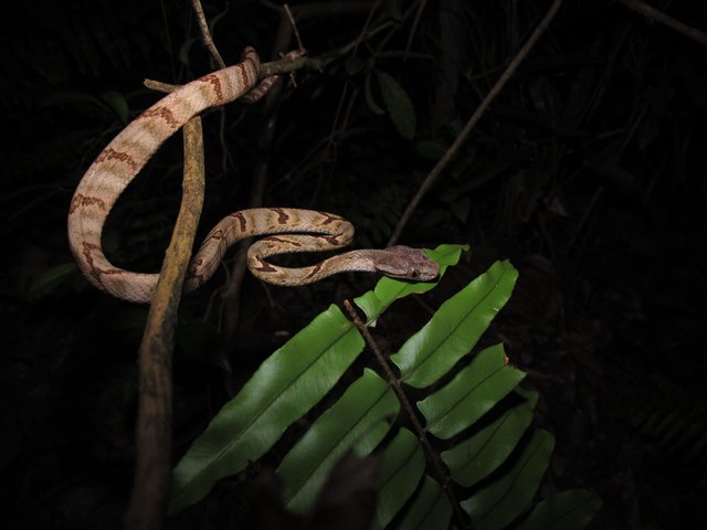Boiga cynodon