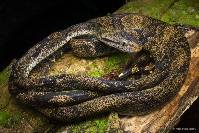 Boiga cynodon
