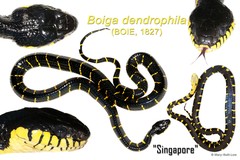 Boiga dendrophila