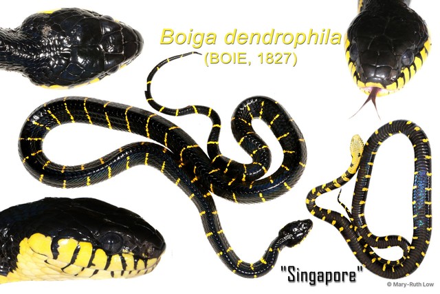 Boiga dendrophila • © Mary-Ruth Low • All Rights Reserved