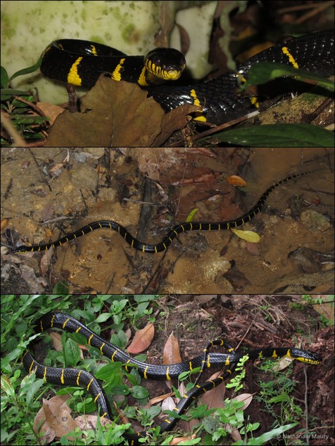 Boiga dendrophila