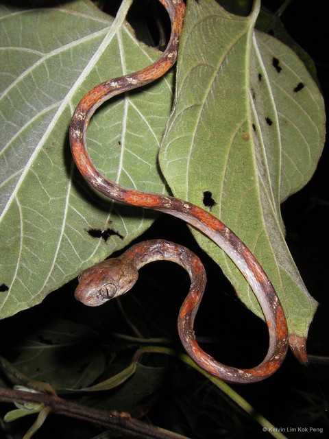 Boiga drapiezii • © Kelvin Lim Kok Peng • All Rights Reserved