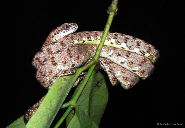 Boiga jaspidea • © Kelvin Lim Kok Peng • All Rights Reserved