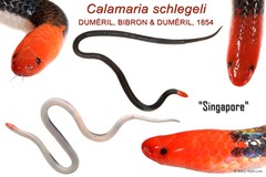Calamaria schlegeli
