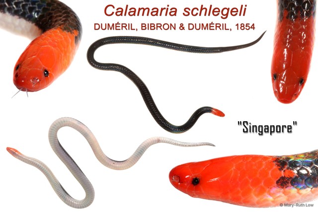 Calamaria schlegeli • © Mary-Ruth Low • All Rights Reserved