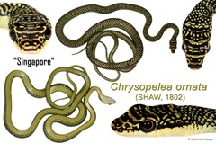 Chrysopelea ornata