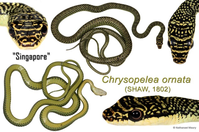 Chrysopelea ornata • © Nathanael Maury • All Rights Reserved