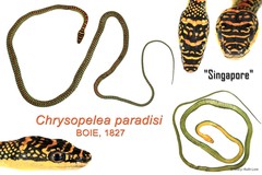 Chrysopelea paradisi