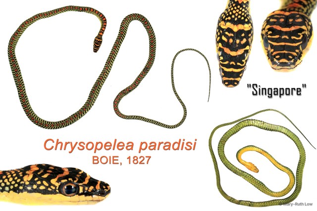 Chrysopelea paradisi • © Mary-Ruth Low • All Rights Reserved
