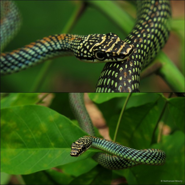 Chrysopelea paradisi