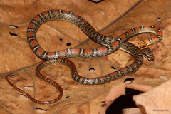 Chrysopelea pelias