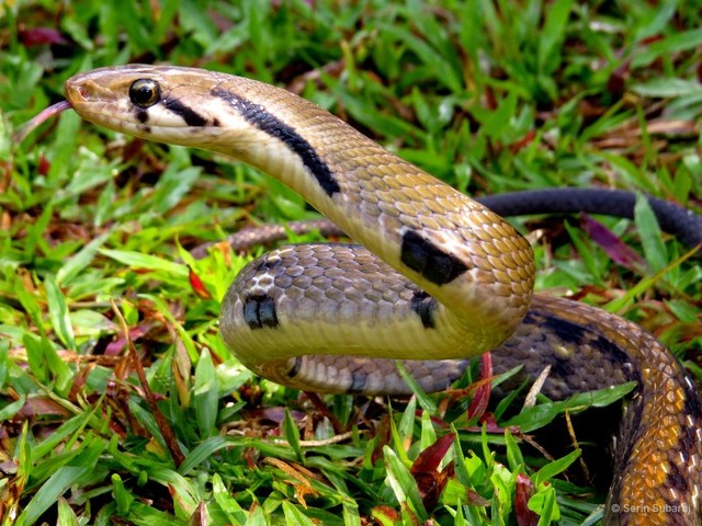 Coelognathus flavolineatus • © Serin Subaraj • All Rights Reserved